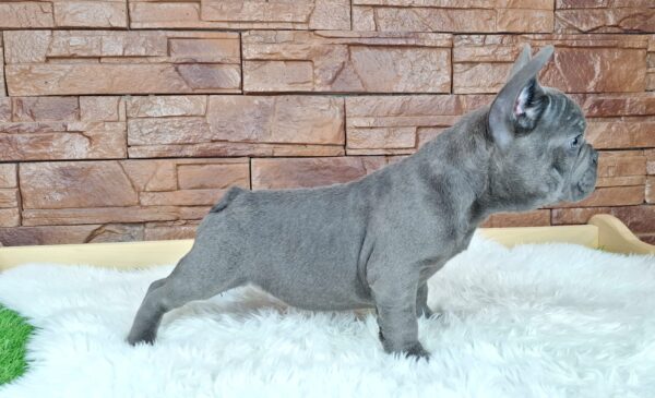 Gabon French Bulldog Gabon French Bulldog