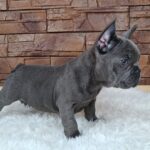Gabon-male-french-bulldog-puppy-for-sale- (3)