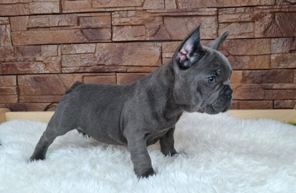 Gabon French Bulldog Gabon French Bulldog