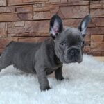 Gabon-male-french-bulldog-puppy-for-sale- (4)