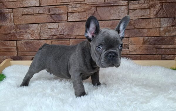 Gabon French Bulldog Gabon French Bulldog