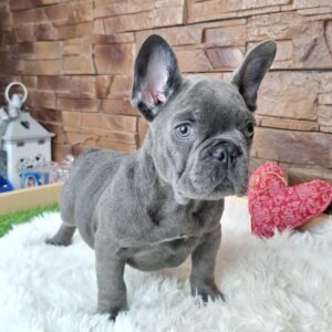 Gabon French Bulldog Gabon French Bulldog