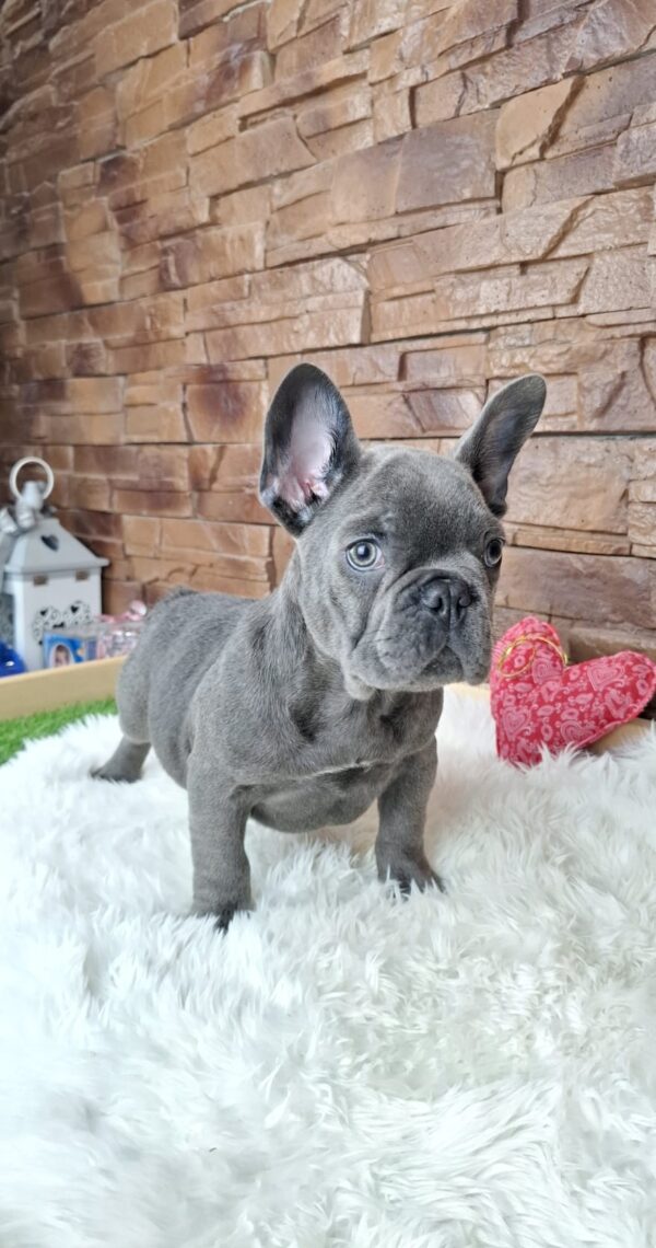 Gabon French Bulldog Gabon French Bulldog