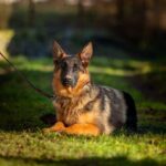 Ganna-female-German-Shephard-puppy-for-sale-2