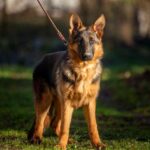 Ganna-female-German-Shephard-puppy-for-sale-3
