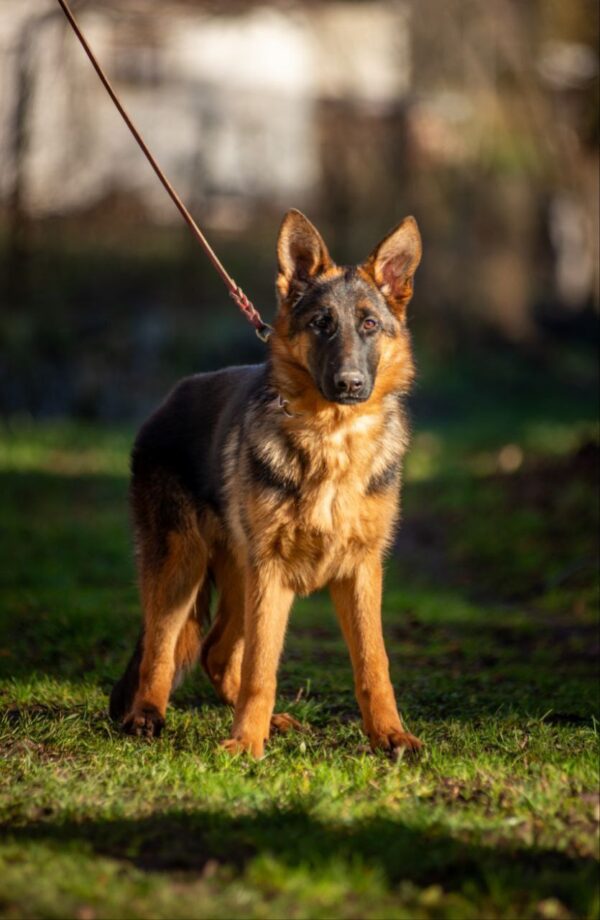 Ganna German Shepherd Ganna German Shepherd