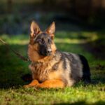 Ganna-female-German-Shephard-puppy-for-sale-4