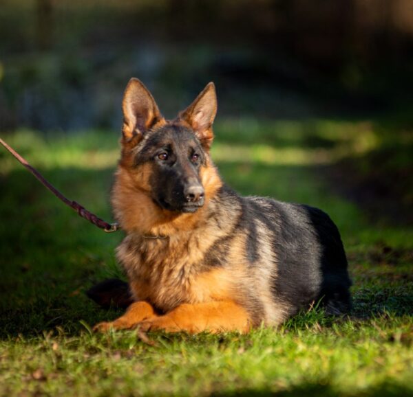 Ganna German Shepherd Ganna German Shepherd