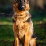 Ganna-female-German-Shephard-puppy-for-sale-5