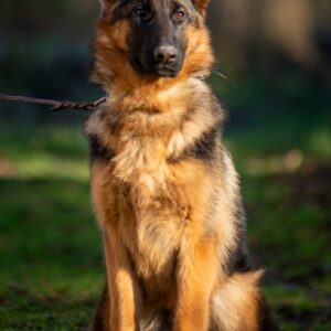 Ganna German Shepherd Ganna German Shepherd