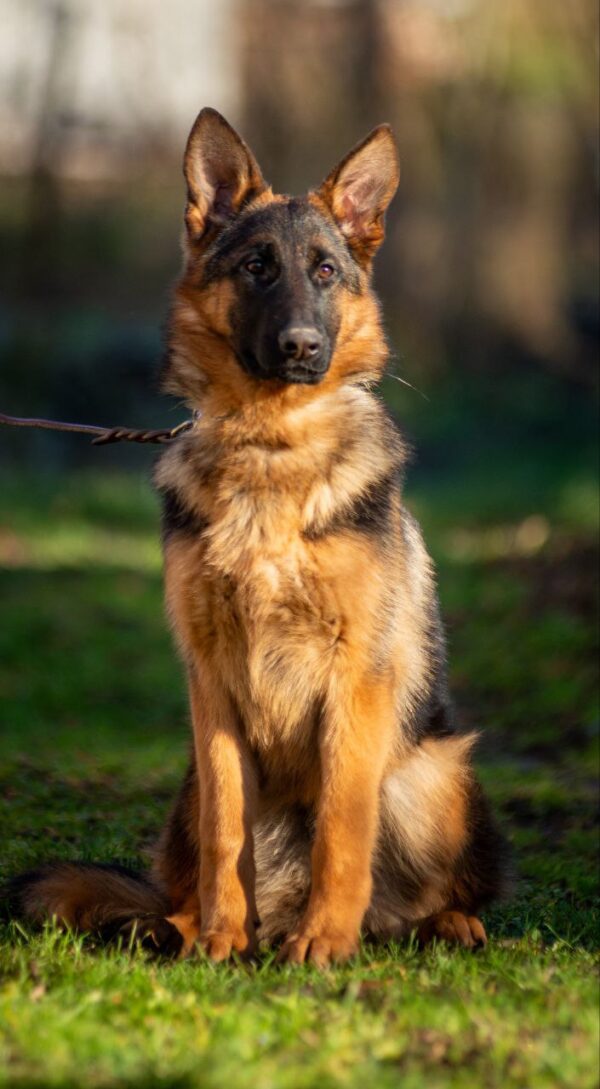 Ganna German Shepherd Ganna German Shepherd