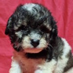Garrett-male-maltipoo-puppy-for-sale-1 (2)