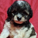 Locky Maltipoo