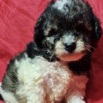 Garrett-male-maltipoo-puppy-for-sale-1 (4)