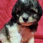 Garrett-male-maltipoo-puppy-for-sale-1 (5)