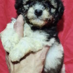Garrett-male-maltipoo-puppy-for-sale-1 (6)