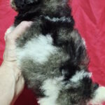 Garrett-male-maltipoo-puppy-for-sale-1 (7)