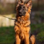 Gazz-male-German-Shephard-puppy-for-sale-1