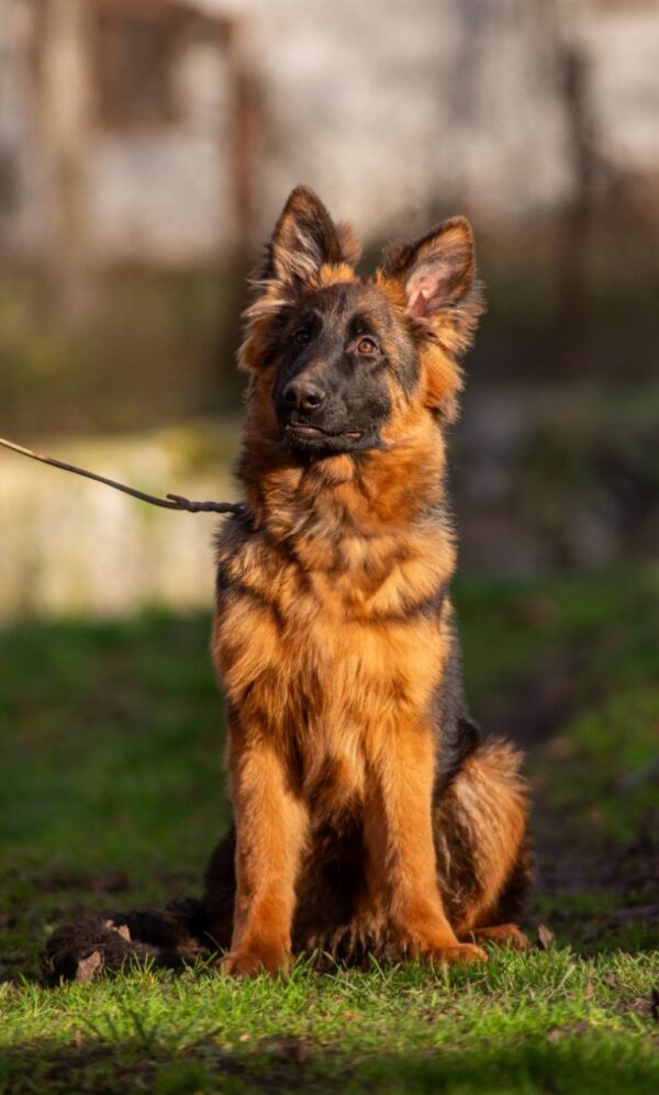 Gazz German Shepherd Gazz German Shepherd