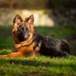 Gazz-male-German-Shephard-puppy-for-sale-2