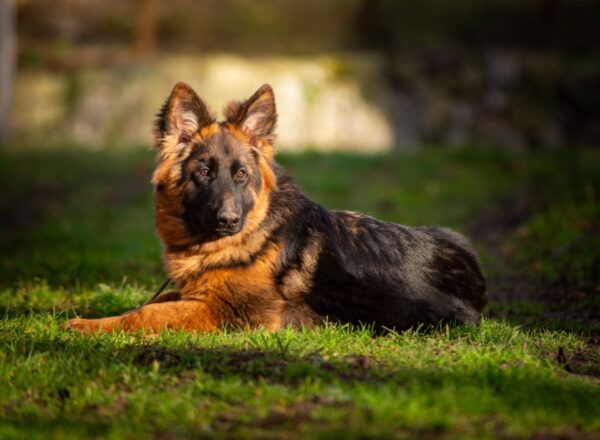 Gazz German Shepherd Gazz German Shepherd