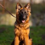 Gazz-male-German-Shephard-puppy-for-sale-3