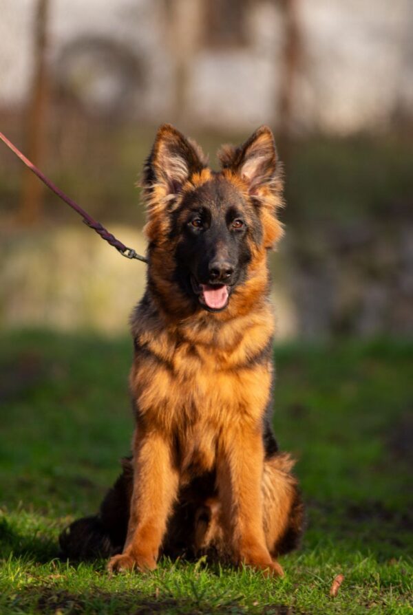 Gazz German Shepherd Gazz German Shepherd