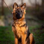Gazz-male-German-Shephard-puppy-for-sale-4