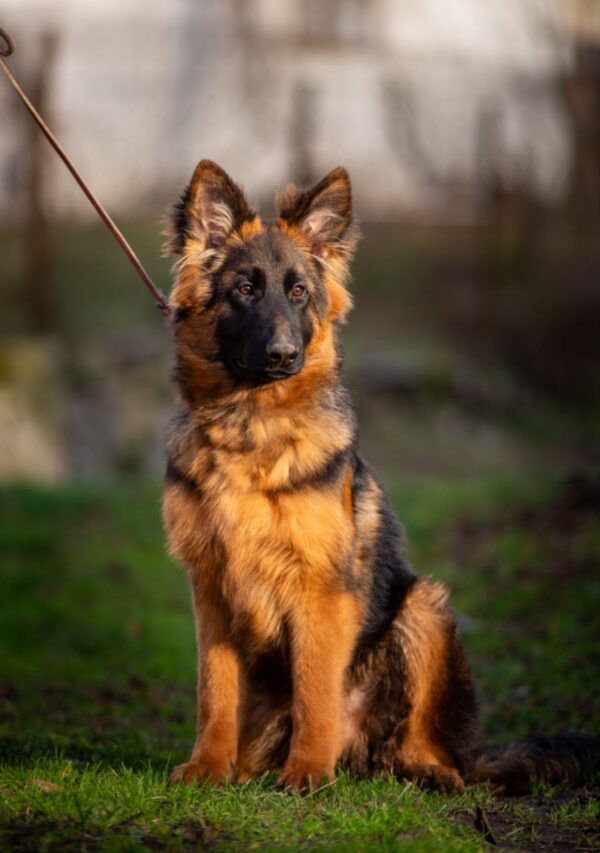 Gazz German Shepherd Gazz German Shepherd