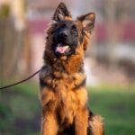 Gazz-male-German-Shephard-puppy-for-sale-5