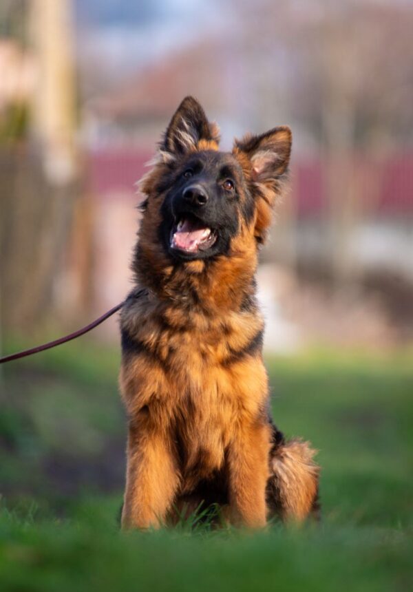 Gazz German Shepherd Gazz German Shepherd