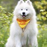 Genry-male-Samoyed-puppy-for-sale-1