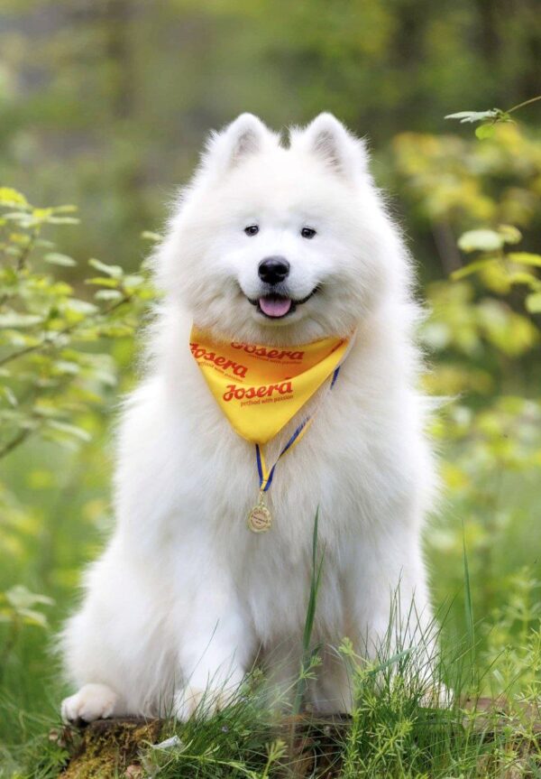 Genry Samoyed Genry Samoyed