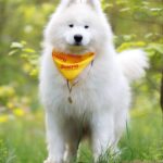Genry-male-Samoyed-puppy-for-sale-2