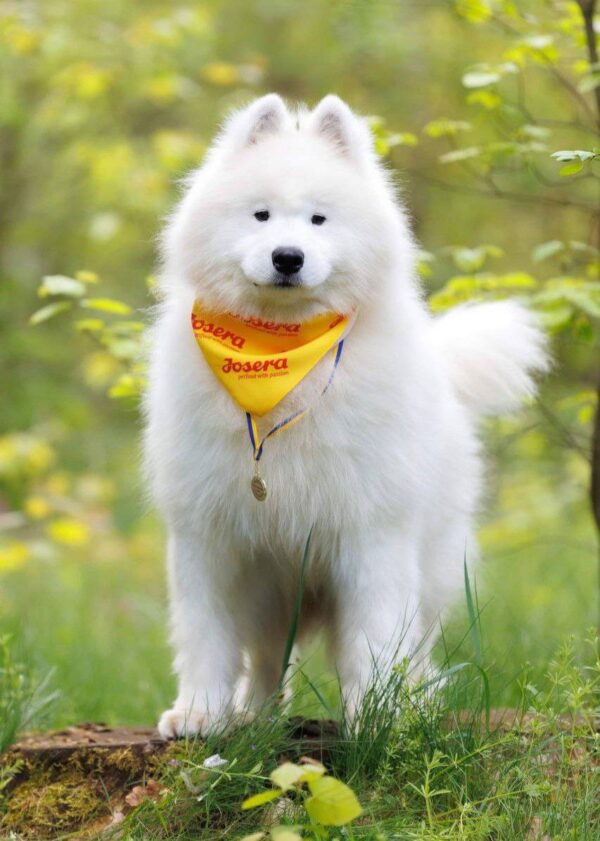 Genry Samoyed Genry Samoyed