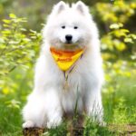 Genry-male-Samoyed-puppy-for-sale-3
