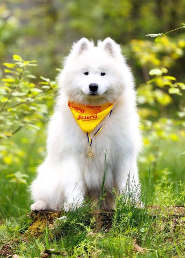 Genry Samoyed Genry Samoyed