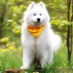 Genry-male-Samoyed-puppy-for-sale-4