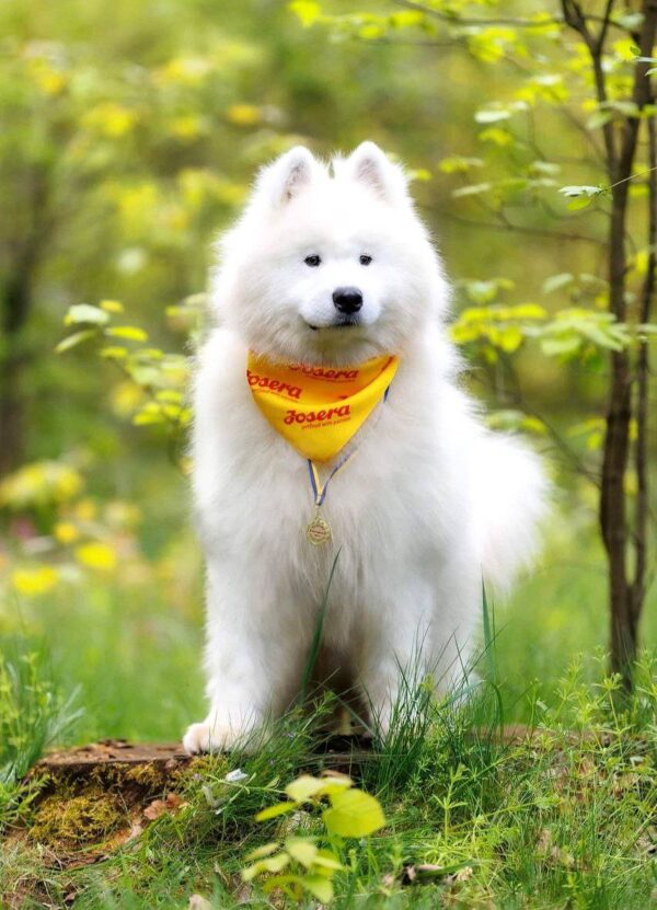 Genry Samoyed Genry Samoyed