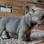 Gerda-female-french-bulldog-puppy-for-sale-1 (1)
