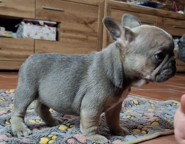 Gerda French Bulldog Gerda French Bulldog