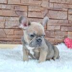 Gerda-female-french-bulldog-puppy-for-sale- (1)
