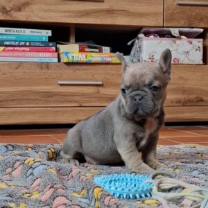 Gerda French Bulldog Gerda French Bulldog
