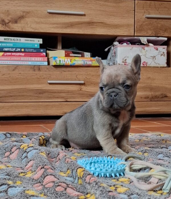 Gerda French Bulldog Gerda French Bulldog