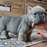 Gerda-female-french-bulldog-puppy-for-sale-1 (3)