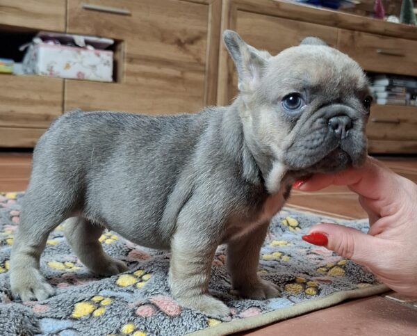 Gerda French Bulldog Gerda French Bulldog