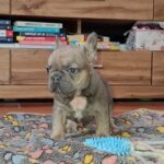 Gerda-female-french-bulldog-puppy-for-sale-1 (4)