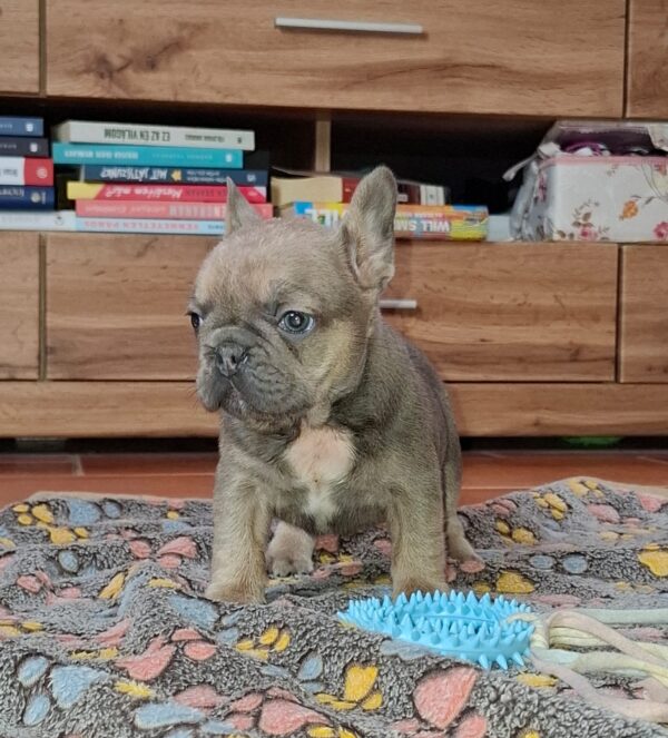 Gerda French Bulldog Gerda French Bulldog