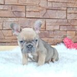 Gerda-female-french-bulldog-puppy-for-sale- (2)