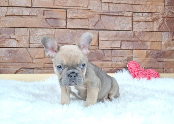 Gerda French Bulldog Gerda French Bulldog
